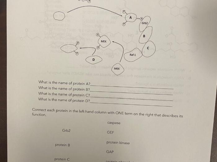 Grb2 Mek C U Raf 1 D Mek What Is The Name Of Protein A What Is The Name Of Protein B What Is The Name Of Protein C Wh 1