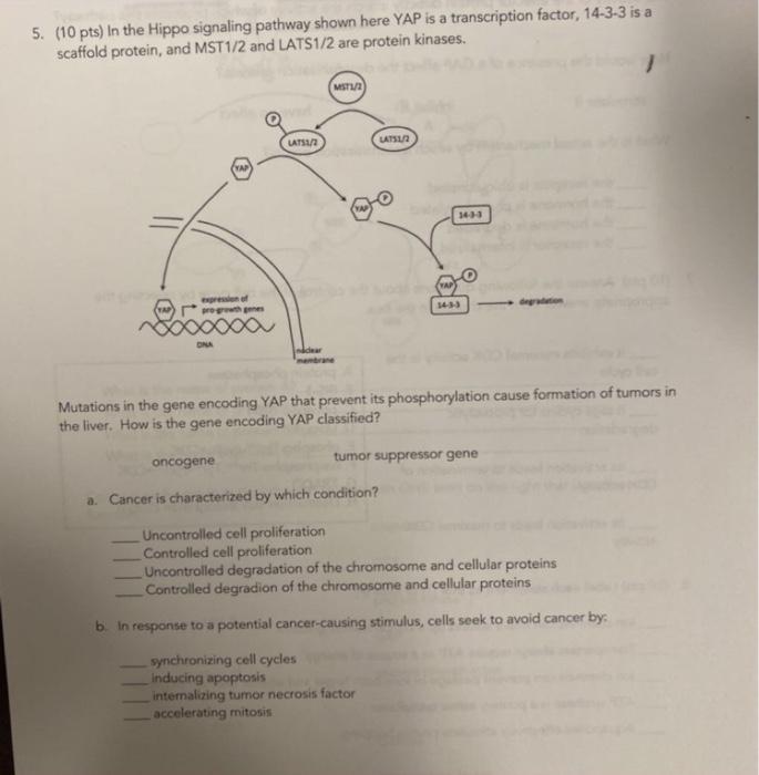 5 10 Pts In The Hippo Signaling Pathway Shown Here Yap Is A Transcription Factor 14 3 3 Is A Scaffold Protein And M 1