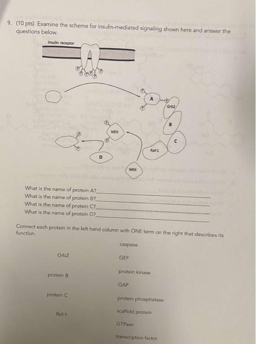 9 10 Pts Examine The Scheme For Insulin Mediated Signaling Shown Here And Answer The Questions Below Insulin Recepto 1