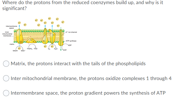 Where Do The Protons From The Reduced Coenzymes Build Up And Why Is It Significant Intermembrane Space Inner Mitochond 1