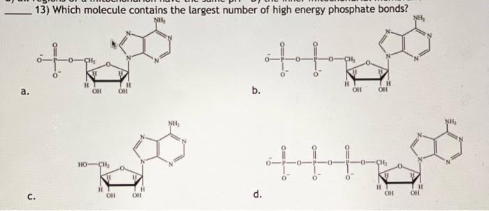 13 Which Molecule Contains The Largest Number Of High Energy Phosphate Bonds Nh Nh 1 H H A Oh H Oh Oh B Oh Nh N 1
