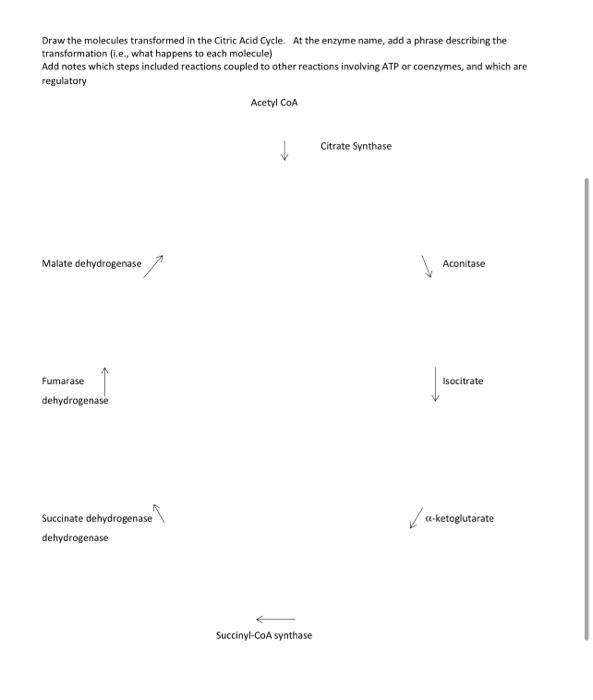 Draw The Molecules Transformed In The Citric Acid Cycle At The Enzyme Name Add A Phrase Describing The Transformation 1