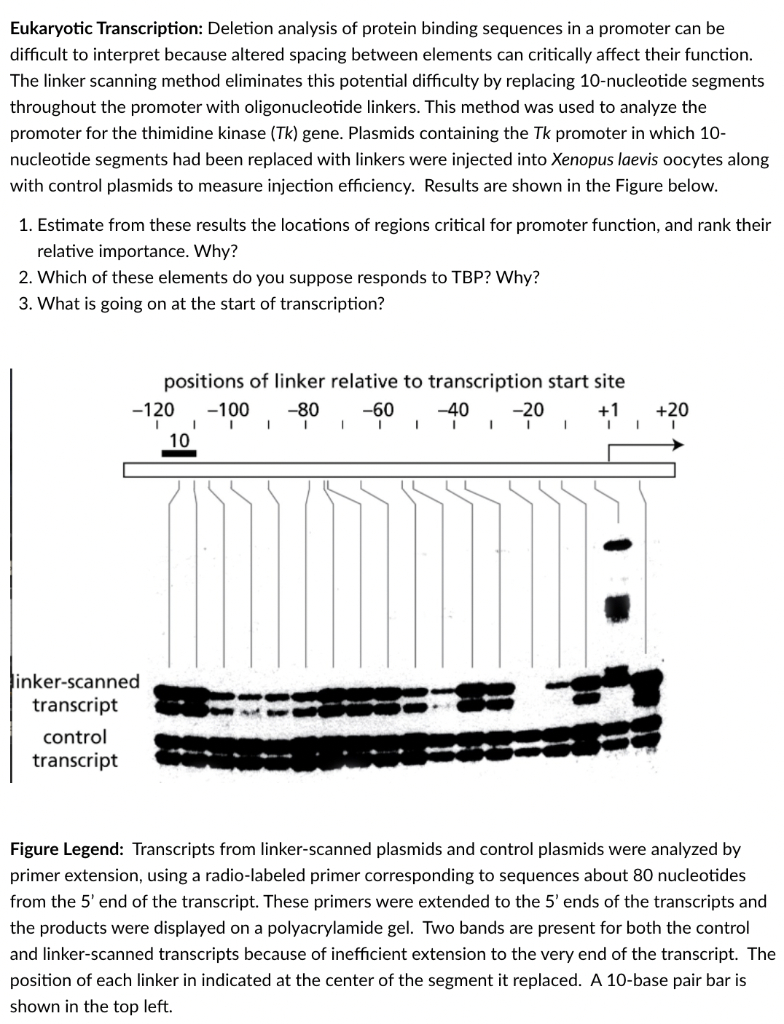 Eukaryotic Transcription Deletion Analysis Of Protein Binding Sequences In A Promoter Can Be Difficult To Interpret Bec 1