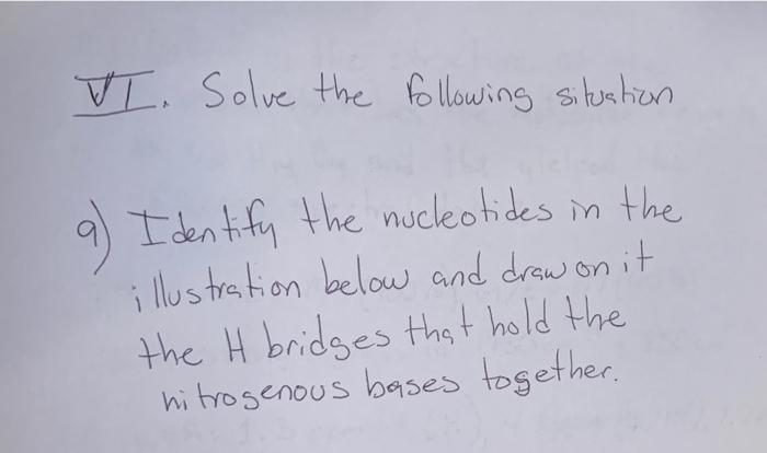 Vi Solve The Following Situation Identify The Nucleotides In The Illustration Below And Draw On It The H Bridges That H 1