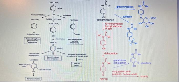 1 Given The Diagrams Below Of Metabolic Pathways For Acetaminophen Apap Metabolism 10 Pnts A Draw A Systems Diagr 2