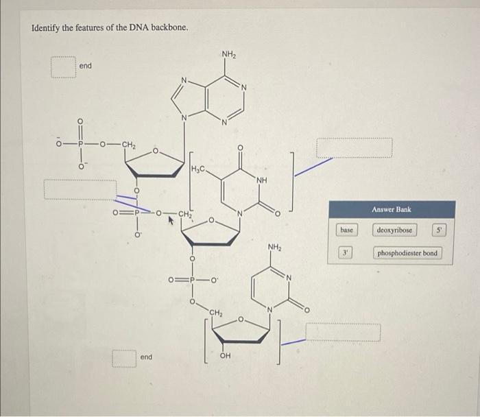 Identify The Features Of The Dna Backbone Nh2 End N 1 0 Ch2 Tohet Answer Bank Base Deoxyribose Nh2 3 Phosphodiester Bon 1