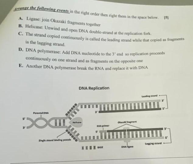 Arrure The Following Events In The Right Order Then Right Them In The Space Below 151 A Ligase Join Okazaki Fragments 1