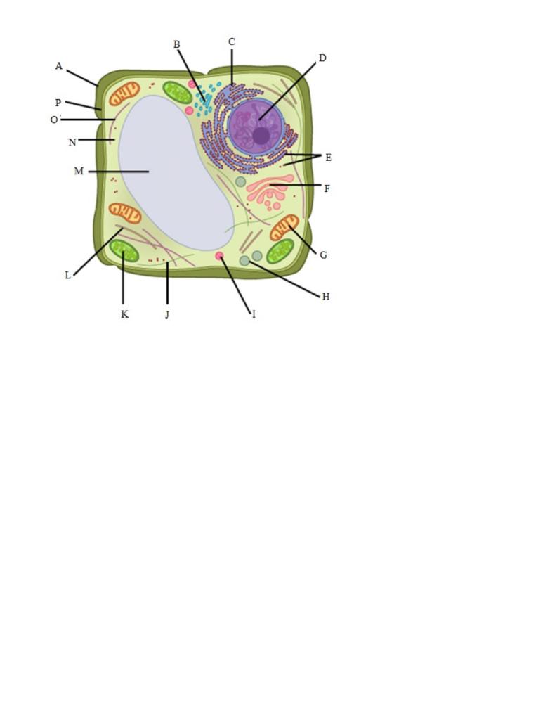 Label Each Organelle 1