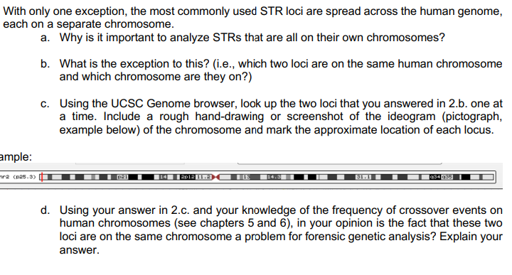 With Only One Exception The Most Commonly Used Str Loci Are Spread Across The Human Genome Each On A Separate Chromoso 1