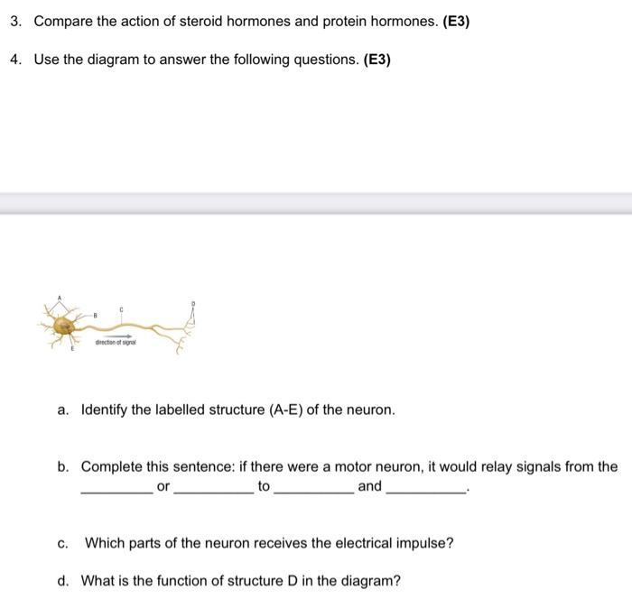 3 Compare The Action Of Steroid Hormones And Protein Hormones E3 4 Use The Diagram To Answer The Following Question 1
