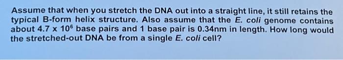 Assume That When You Stretch The Dna Out Into A Straight Line It Still Retains The Typical B Form Helix Structure Also 1
