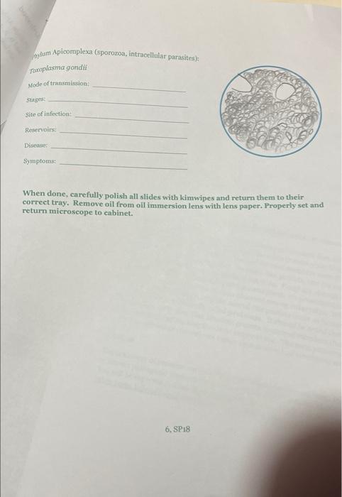 Dam Apicomplexa Sporozoa Intracellular Parasites Tanoplasma Gondit Mode Of Transmission Stage Site Of Infection Rese 1