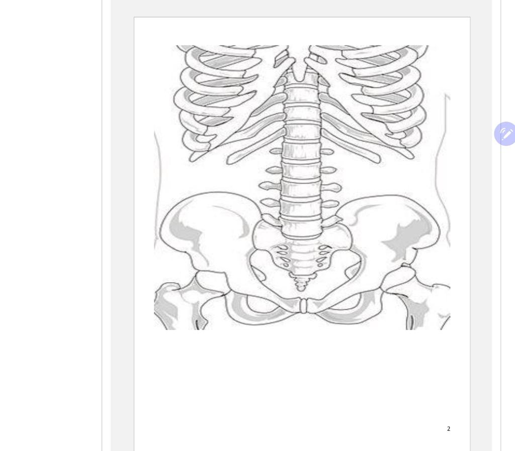 Using The Picture On Page 2 Of This Assignment Draw In And Label The Four Basic Parts Of The Female Urinary System Sug 1