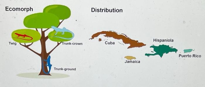 Question 14 2 Points Anolis Lizards Live On Caribbean Islands Including Jamaica J Hispaniola H Cuba C And Pu 2