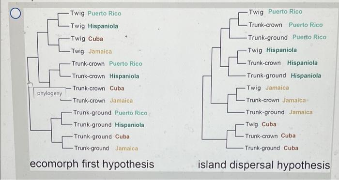 Question 14 2 Points Anolis Lizards Live On Caribbean Islands Including Jamaica J Hispaniola H Cuba C And Pu 4