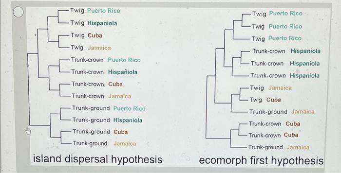 Question 14 2 Points Anolis Lizards Live On Caribbean Islands Including Jamaica J Hispaniola H Cuba C And Pu 5