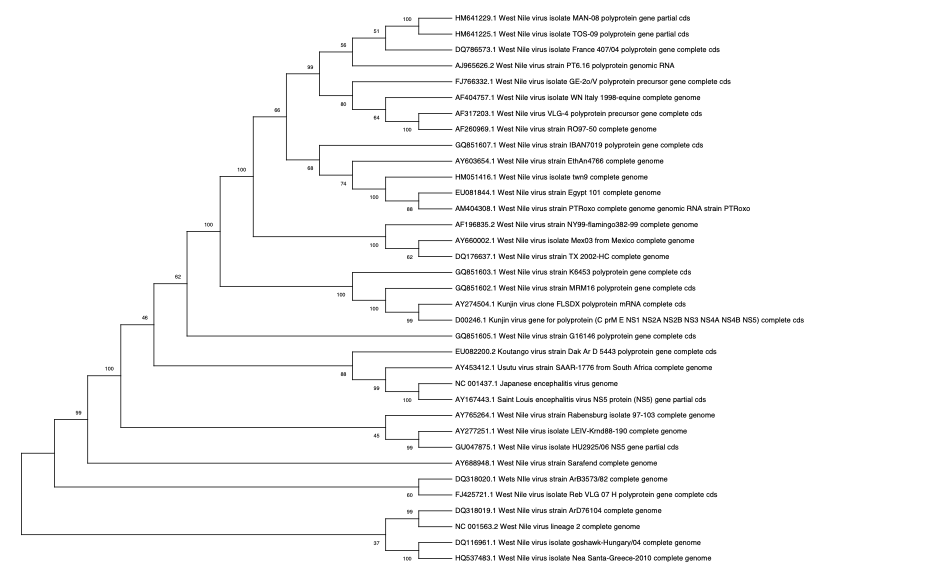 Is There An Outgroup On This Phylogenetic Tree Also If Possible Can Someone Explain To Me How To Determine And Interp 1