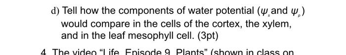 D Tell How The Components Of Water Potential Y And W Would Compare In The Cells Of The Cortex The Xylem And In The 1