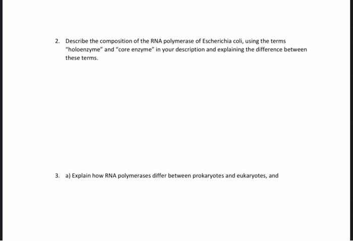 3 A Explain How Rna Polymerases Differ Between Prokaryotes And Eukaryotes And B Indicate Which Rnas Are Synthesized 1