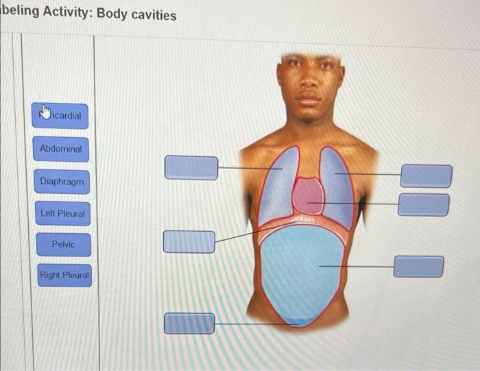 Beling Activity Body Cavities Hcardial Abdominal Diaphragm Uito Left Pleural Pelvic Right Pleural Score 10 240 Day 1