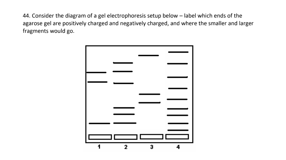 44 Consider The Diagram Of A Gel Electrophoresis Setup Below Label Which Ends Of The Agarose Gel Are Positively Charg 1