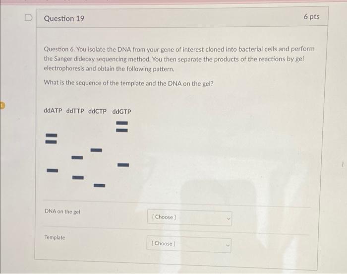 Question 19 6 Pts Question 6 You Isolate The Dna From Your Gene Of Interest Cloned Into Bacterial Cells And Perform The 1