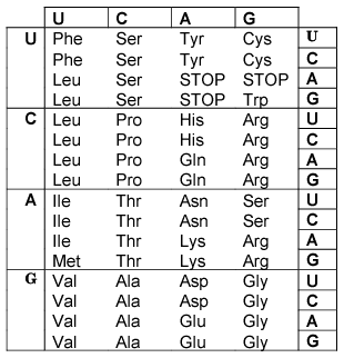 A Short Mrna Strand Has The Following Nucleotide Sequence Acaaugcccacuuagaca Write The Amino Acid Sequence That This M 1