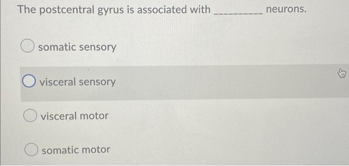The Postcentral Gyrus Is Associated With Neurons Somatic Sensory Love Visceral Sensory Visceral Motor Somatic Motor 1