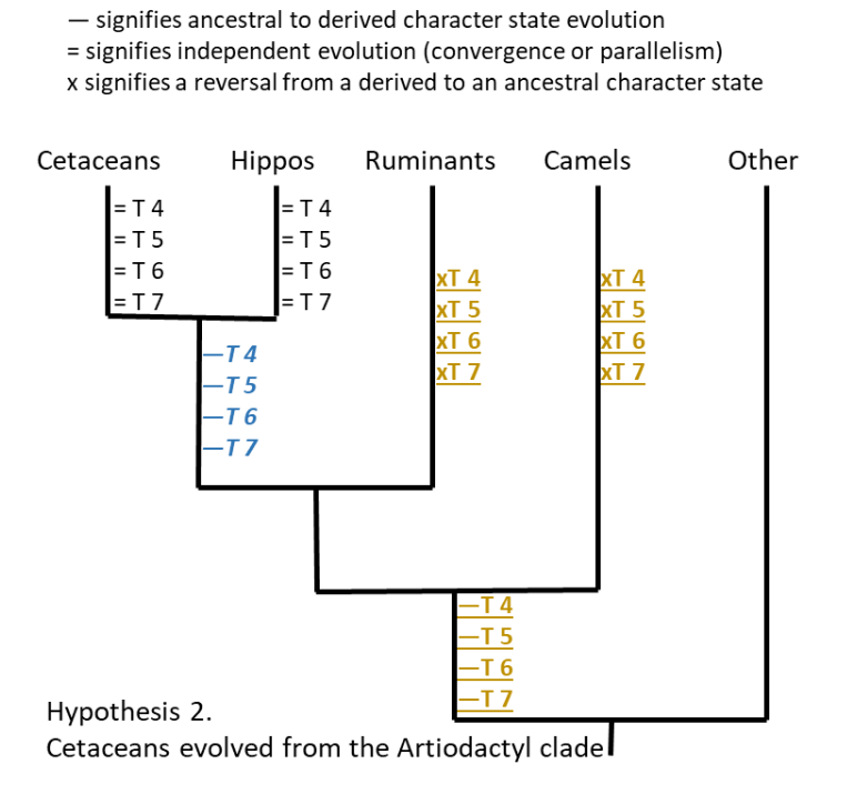 Signifies Ancestral To Derived Character State Evolution Signifies Independent Evolution Convergence Or Parallelism 1