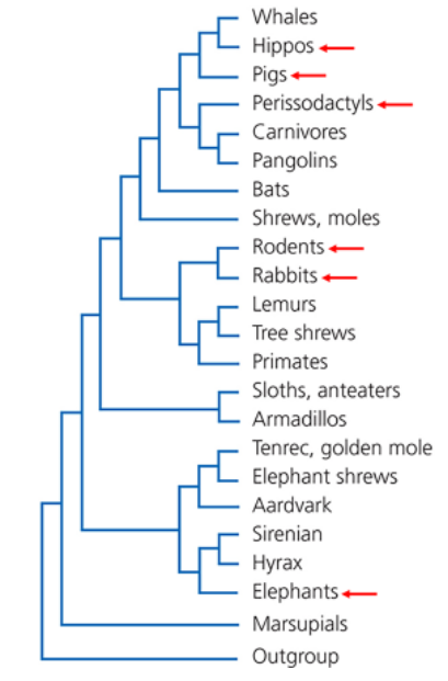 Whales Hippos Pigs Perissodactyls Carnivores Pangolins Bats Shrews Moles Rodents Rabbits Lemurs Tree Shrews Primates Sl 1