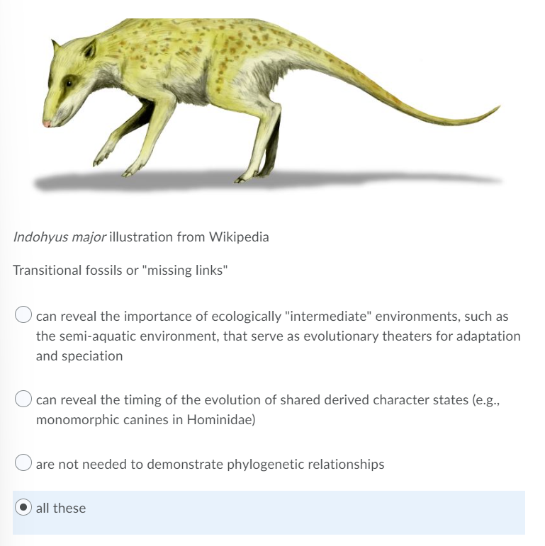 Indohyus Major Illustration From Wikipedia Transitional Fossils Or Missing Links Can Reveal The Importance Of Ecologic 1