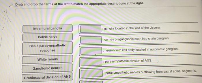 Drag And Drop The Terms At The Left To Match The Appropriate Descriptions At The Right Ganglia Located In The Wall Of T 1