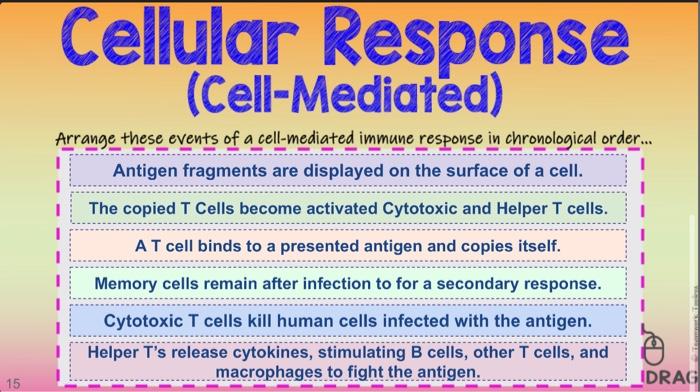 Cellular Response Cell Mediated Arrange These Events Of A Cell Mediated Immune Response In Chronological Order 1 An 1