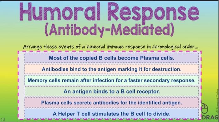 Cellular Response Cell Mediated Arrange These Events Of A Cell Mediated Immune Response In Chronological Order 1 An 2