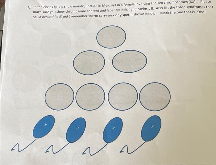 1 In The Circles Below Show Non Disjunction In Melosis I In A Female Involving The Sex Chromosomes Xx Please Make Su 1
