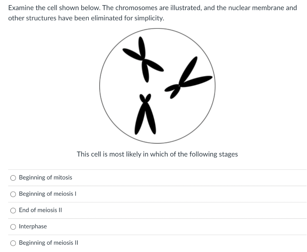 Examine The Cell Shown Below The Chromosomes Are Illustrated And The Nuclear Membrane And Other Structures Have Been E 1