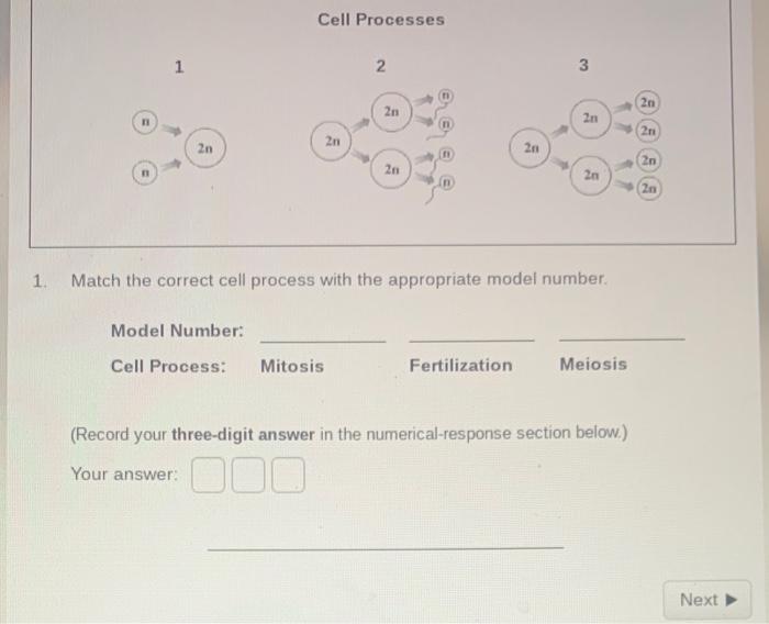 Cell Processes 1 2 3 2n 2n 2n 21 2 2n 2n 26 2n 2n 2n 2n 20 1 Match The Correct Cell Process With The Appropriate Model 1