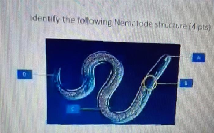 Identify The Following Nematode Structure 4 Pts D 1