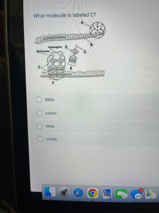What Molecule Is Labeled C In Trilood B Asparagine D Methionine G Int Linea Nimi Trna Codon Rrna Mrna The Cellular St 1