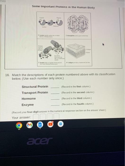 Some Important Proteins In The Human Body 16 Match The Descriptions Of Each Protein Numbered Above With Its Classificat 5