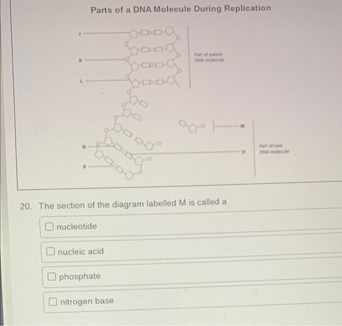 Some Statements About Cell Division 1 Diploid Cells Are Produced 2 Haploid Cells Are Produced 3 Four Gametes Are Produc 2