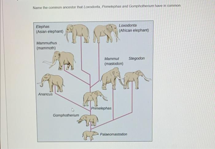Name The Common Ancestor That Loxodonta Primelephas And Gomphothenum Have In Common Elephas Asian Elephant An Loxodon 1