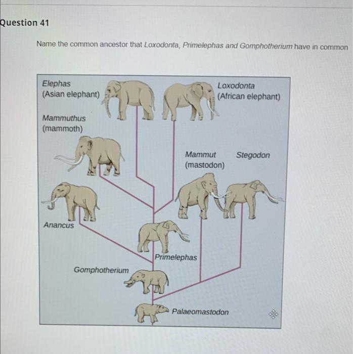 Question 41 Name The Common Ancestor That Loxodonta Primelephas And Gomphotherium Have In Common Elephas Asian Elephan 1