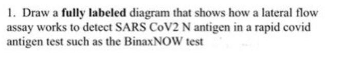 1 Draw A Fully Labeled Diagram That Shows How A Lateral Flow Assay Works To Detect Sars Cov2 N Antigen In A Rapid Covid 1