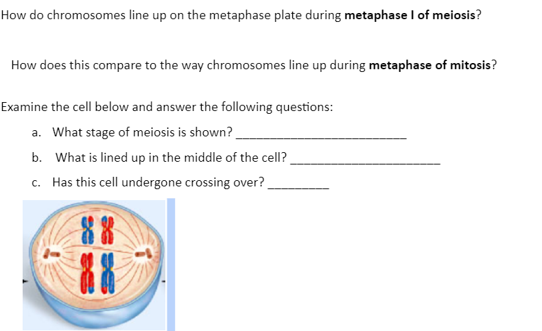 How Do Chromosomes Line Up On The Metaphase Plate During Metaphase I Of Meiosis How Does This Compare To The Way Chromo 1