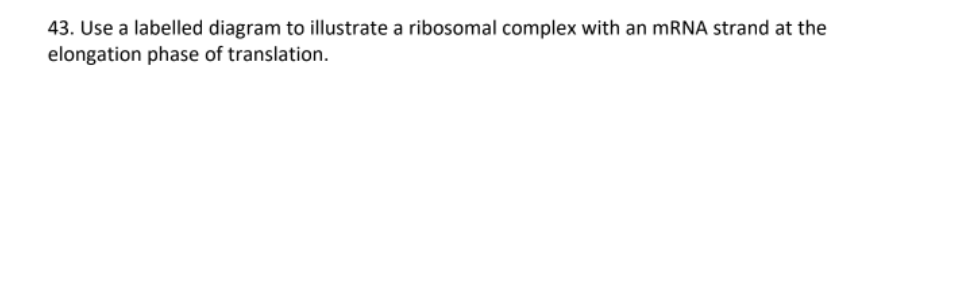 43 Use A Labelled Diagram To Illustrate A Ribosomal Complex With An Mrna Strand At The Elongation Phase Of Translation 1