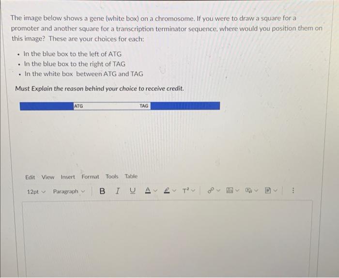 The Image Below Shows A Gene White Box On A Chromosome If You Were To Draw A Square For A Promoter And Another Square 1