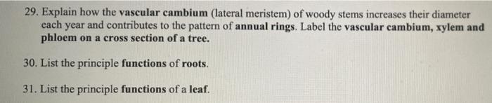 29 Explain How The Vascular Cambium Lateral Meristem Of Woody Stems Increases Their Diameter Each Year And Contribute 1