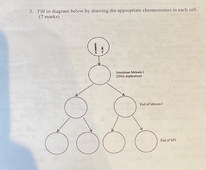 3 Fill In Diagram Below By Drawing The Appropriate Chromosomes In Each Cell 7 Marks Ox Interphase Meiosis Dna Dupli 1