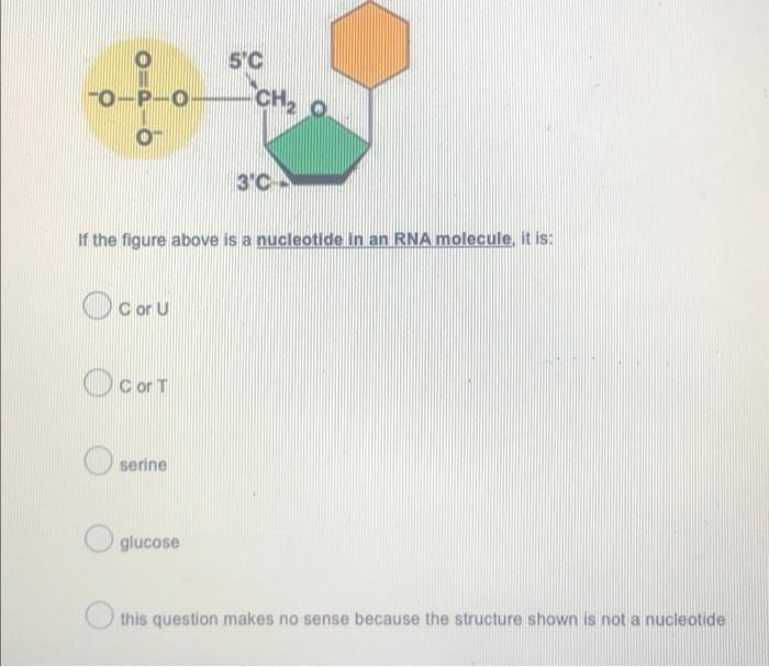 5 C O P 0 0 O O Ch2 3 0 If The Figure Above Is A Nucleotide In An Rna Molecule It Is Ocoru Cort Serine Oglucose This 1